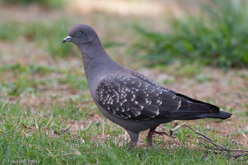 Pigeon tigré