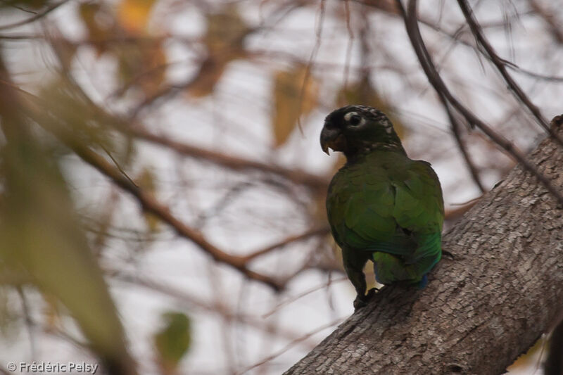 Scaly-headed Parrot