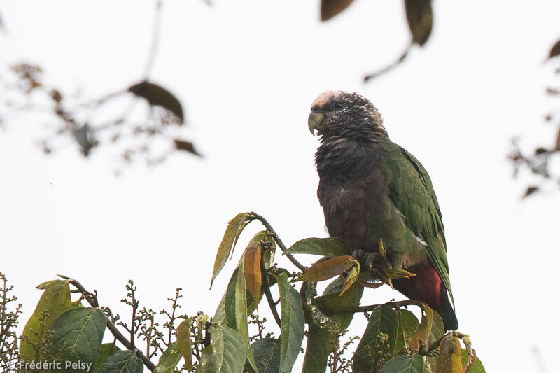 Plum-crowned Parrot