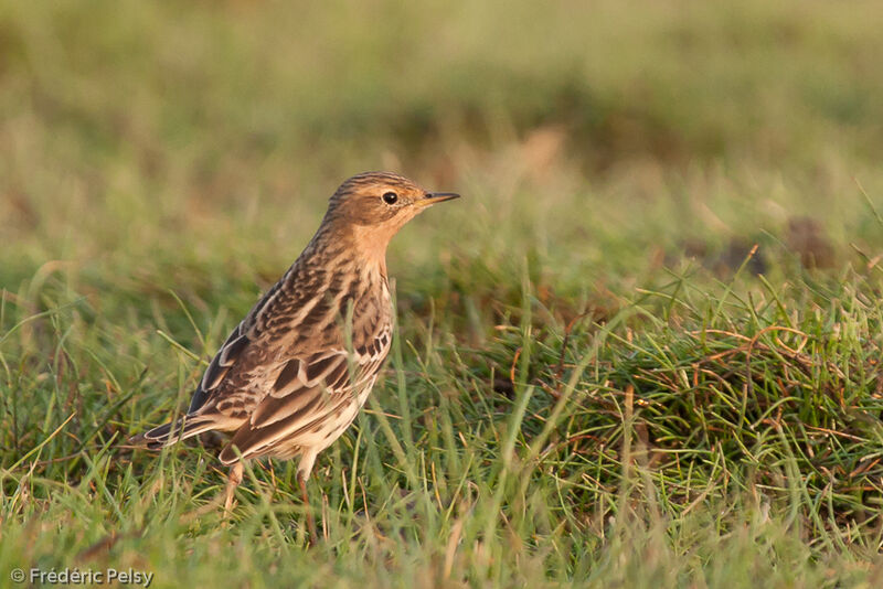 Red-throated Pipit