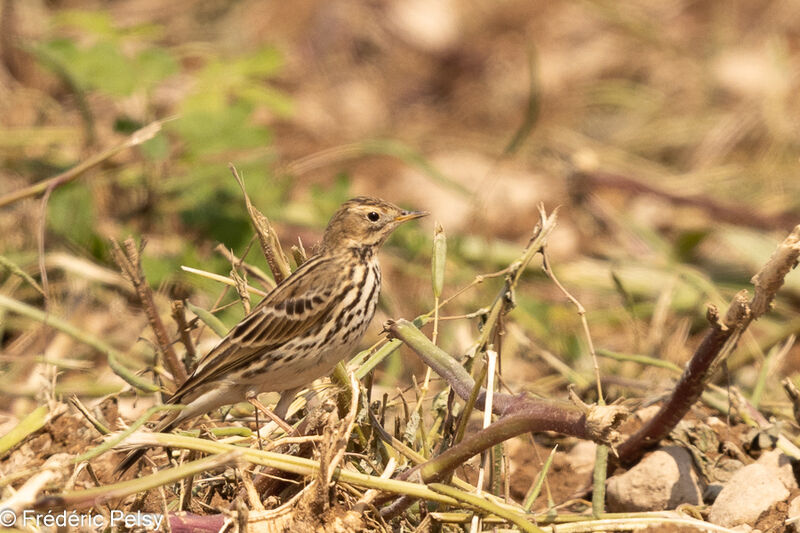 Pipit à gorge rousse