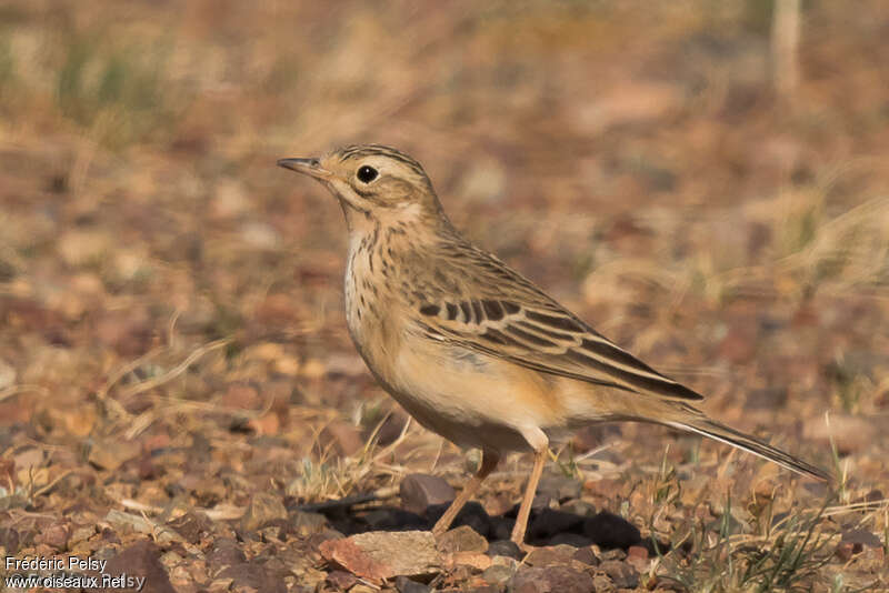 Pipit de Godlewskiadulte nuptial, identification