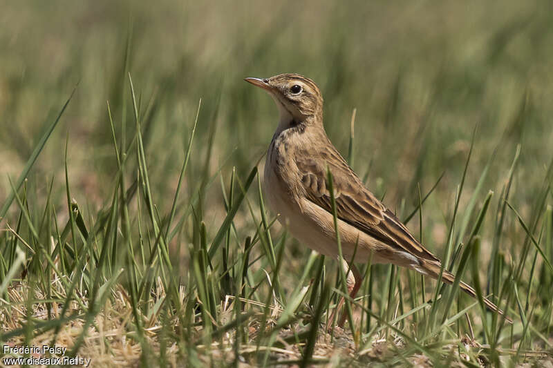 Pipit de Richardadulte, identification, Comportement