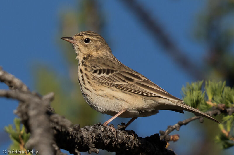 Tree Pipitadult