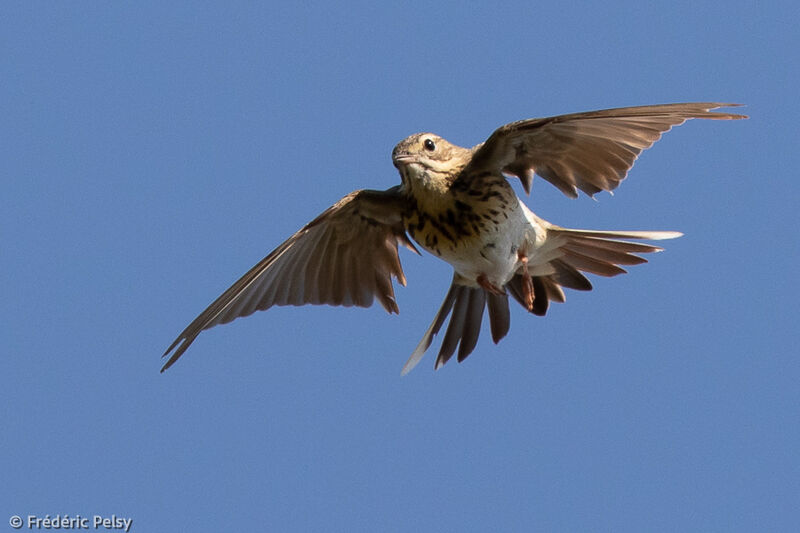 Pipit des arbres, Vol, parade