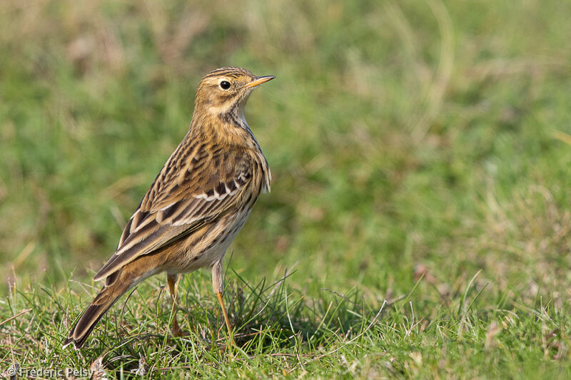 Meadow Pipit