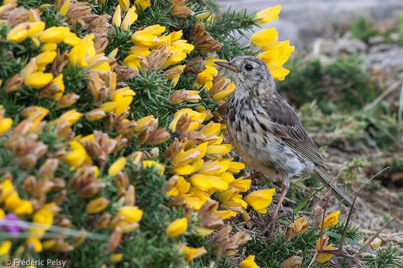 Meadow Pipit