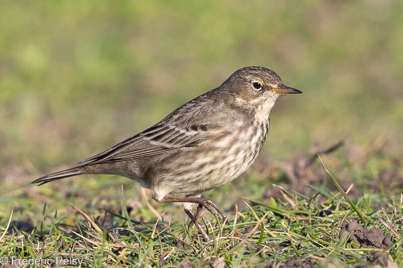 European Rock Pipit