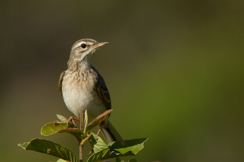 Pipit rousset, identification