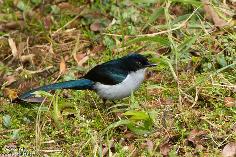 Fan-tailed Berrypecker male adult