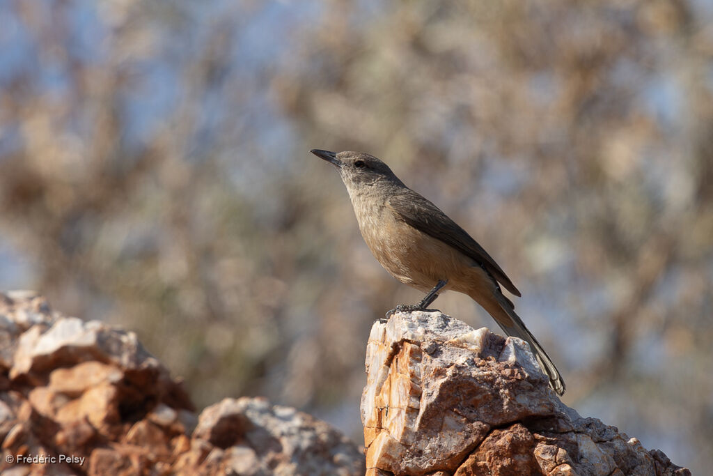 Sandstone Shrikethrush