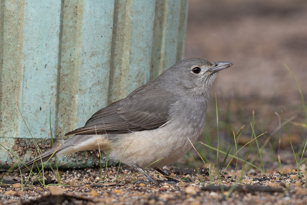 Grey Shrikethrush - Siffleur gris<br />