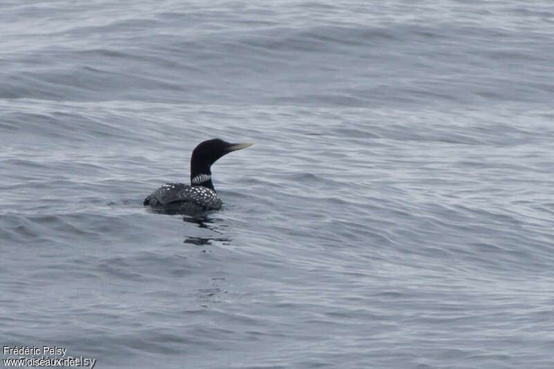 Yellow-billed Loonadult breeding, identification