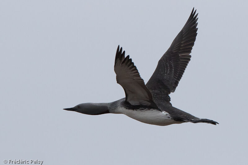 Red-throated Loonadult breeding