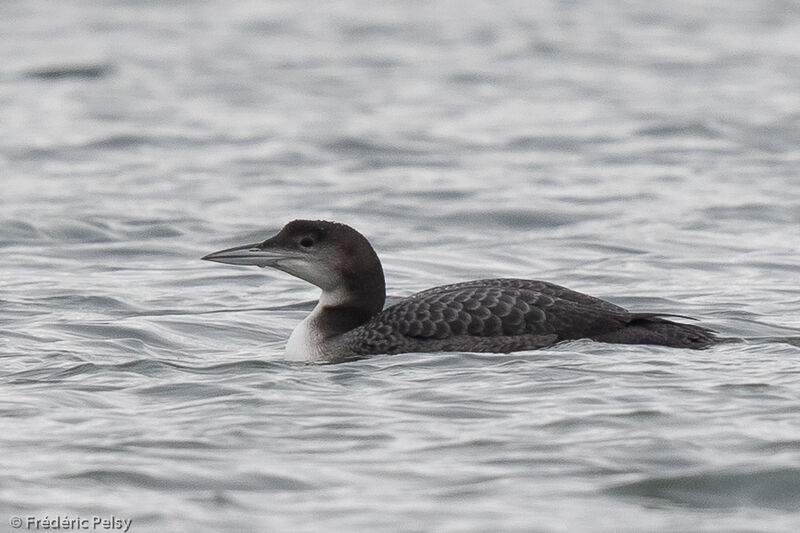 Common Loonjuvenile