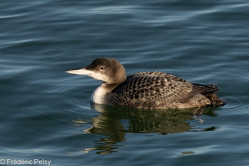 Common Loon