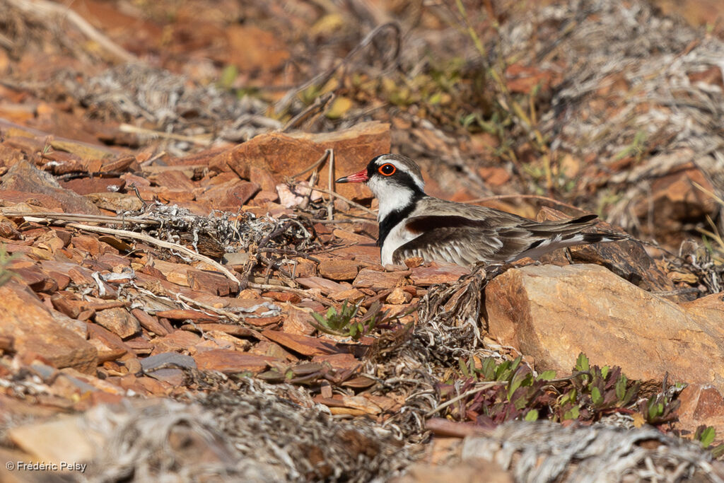 Pluvier à face noireadulte, Nidification