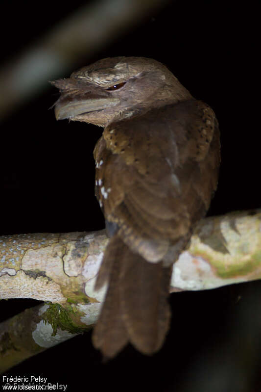 Marbled Frogmouthadult