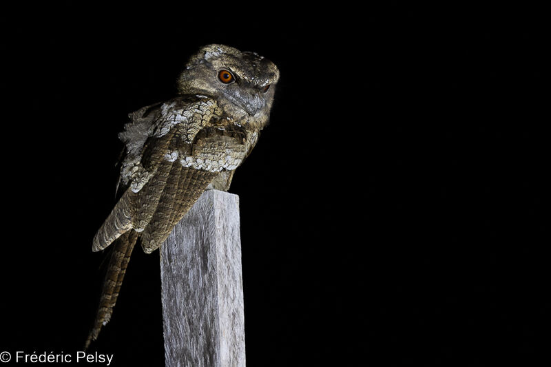 Papuan Frogmouth