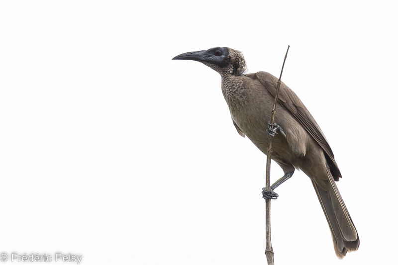 New Guinea Friarbird