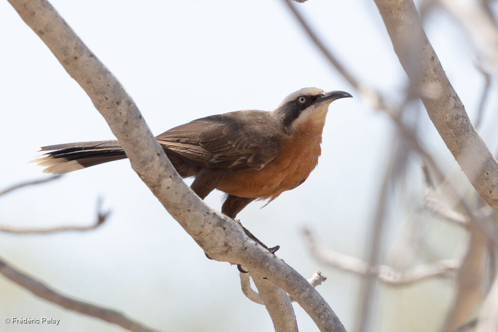 Pomatostome à calotte grise