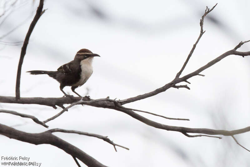 Chestnut-crowned Babbler