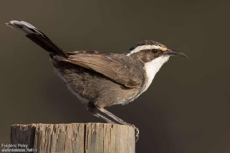 White-browed Babbler