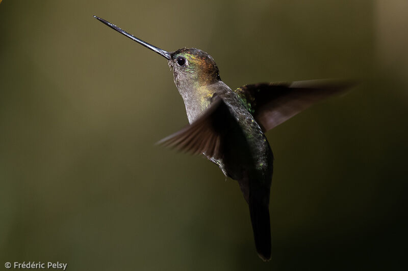 Green-fronted Lancebill, Flight