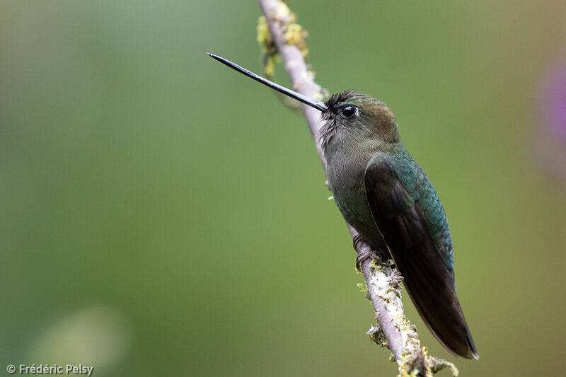 Green-fronted Lancebill