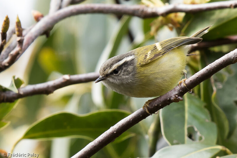 Ashy-throated Warbler