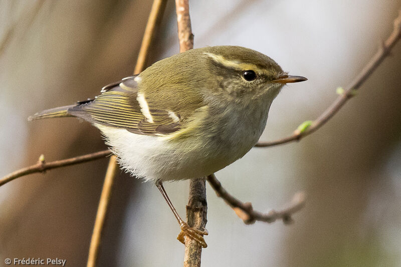 Yellow-browed Warbler