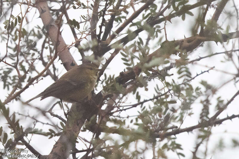 Brooks's Leaf Warbler, identification