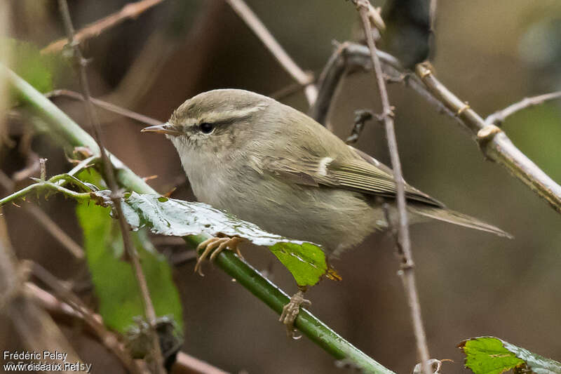 Hume's Leaf Warbler, pigmentation