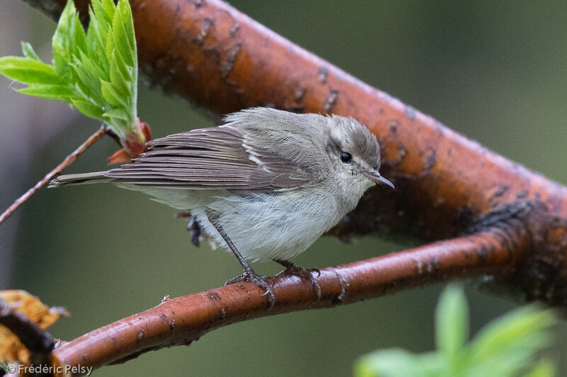 Hume's Leaf Warbler