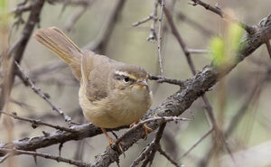 Pouillot de Milne-Edwards