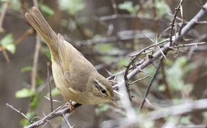 Pouillot de Milne-Edwards