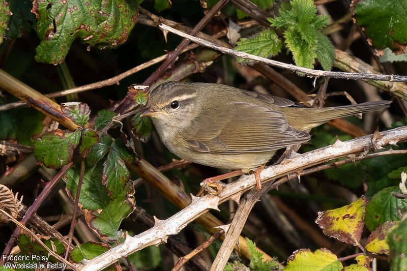 Radde's Warbler, identification