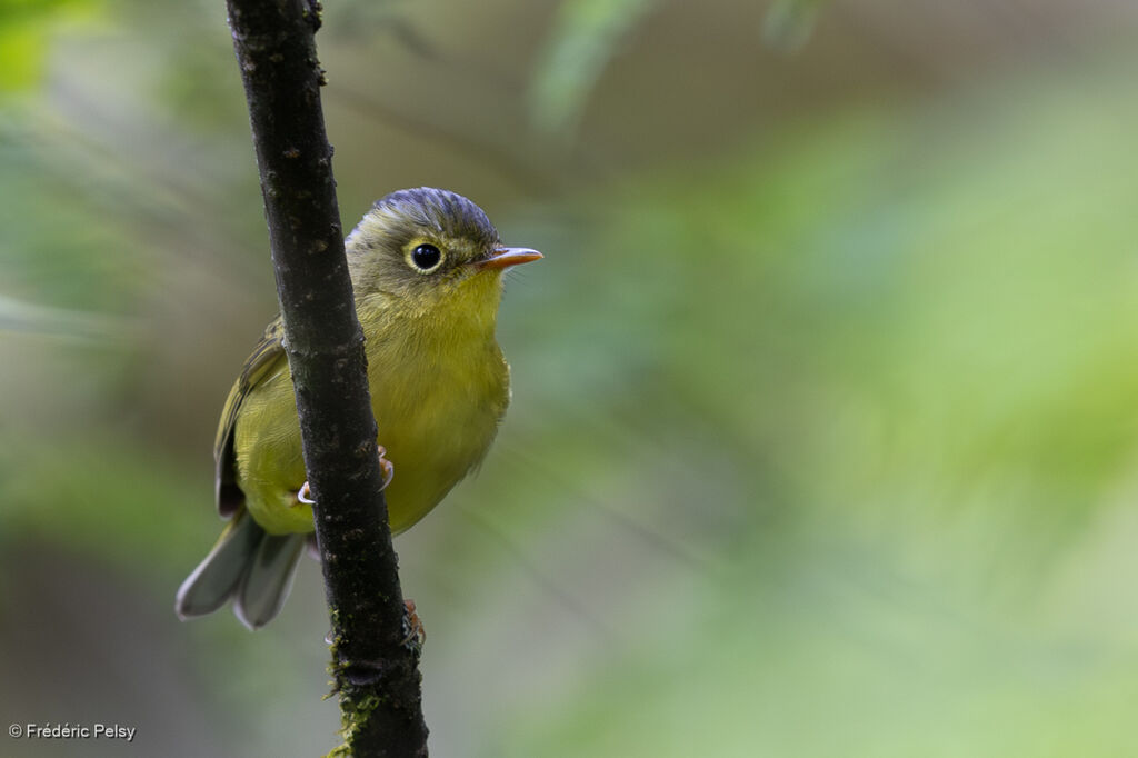 Martens's Warbler
