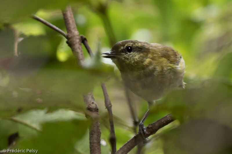 Sulawesi Leaf Warbler