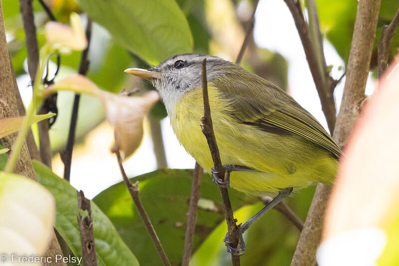 Island Leaf Warbler