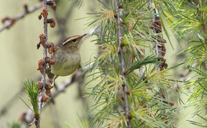 Pouillot du Sitchouan