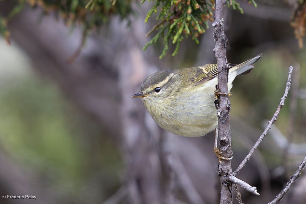 Buff-barred Warbler