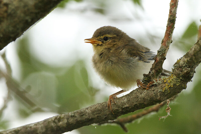 Willow Warblerjuvenile