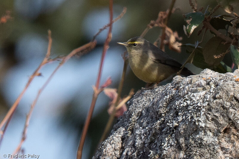 Sulphur-bellied Warbler