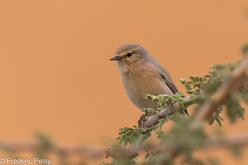 Plain Leaf Warbler