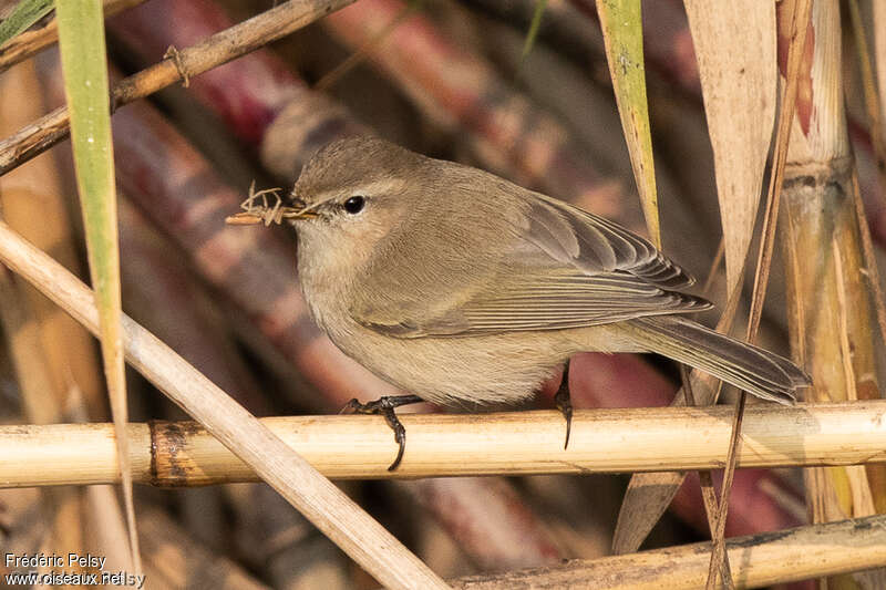 Mountain Chiffchaff, eats