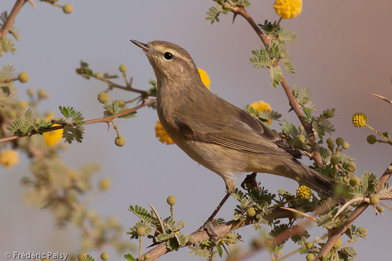 Common Chiffchaff