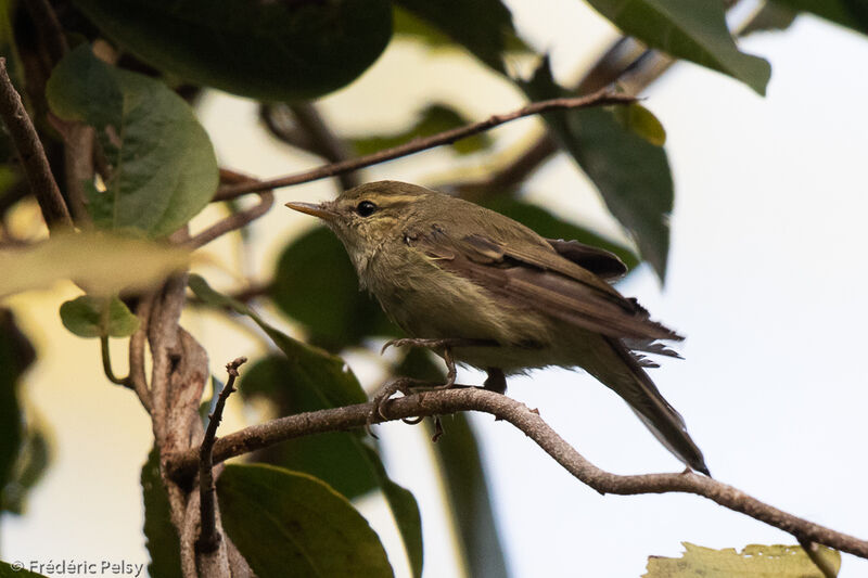 Greenish Warbler