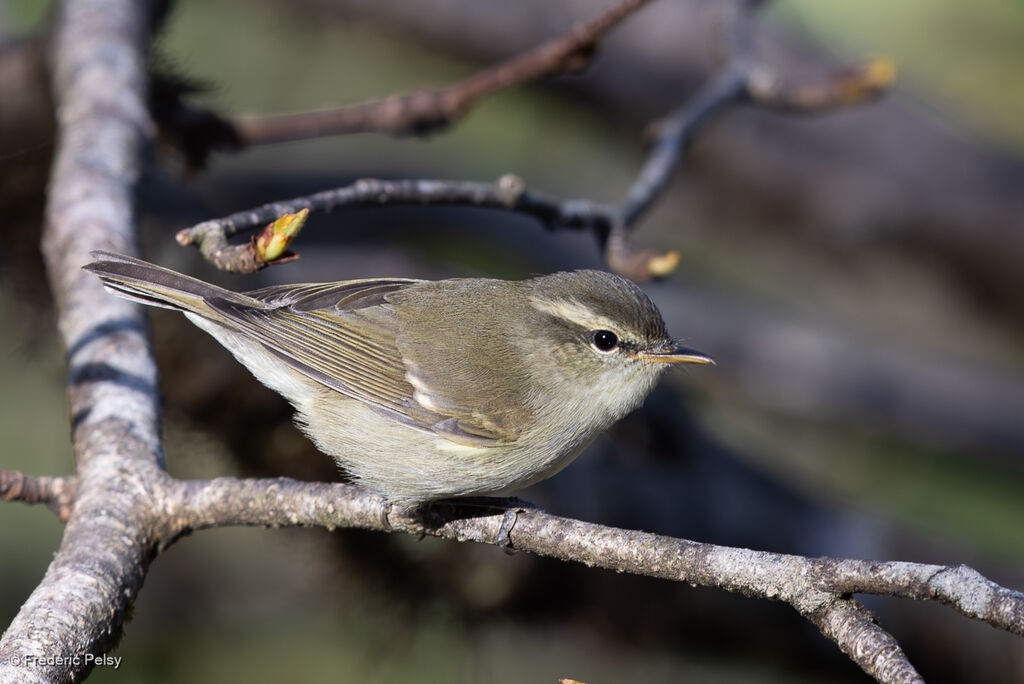 Greenish Warbler