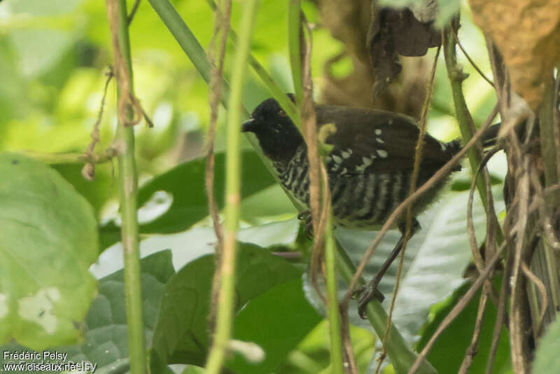 Black-faced Prinia